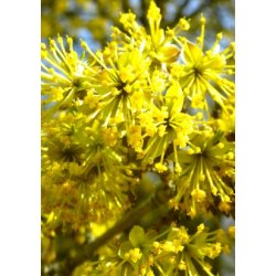 Japansk Kornelskirsebr