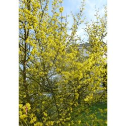 Japansk Kornelskirsebr