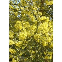 Japansk Kornelskirsebr