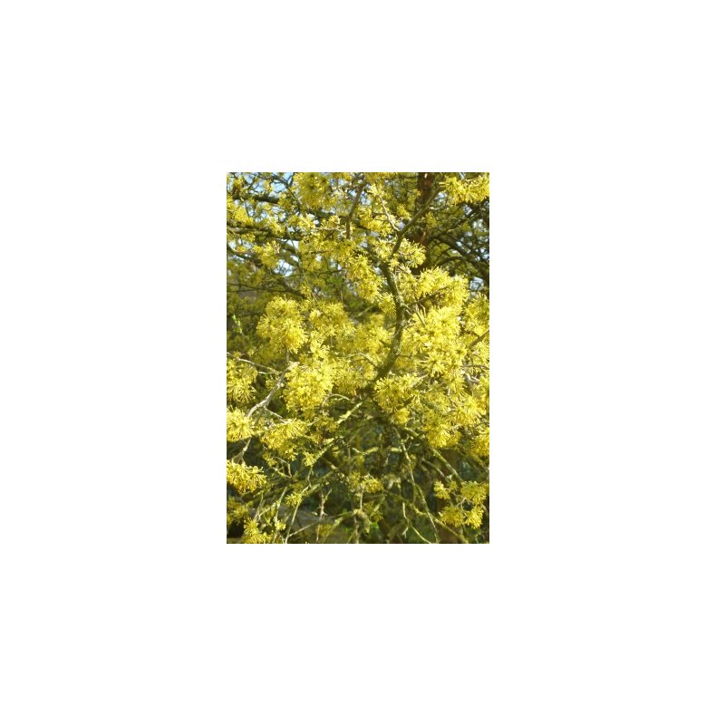 Japansk Kornelskirsebr