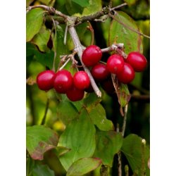 Japansk Kornelskirsebr