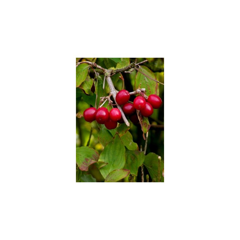 Japansk Kornelskirsebr