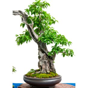 Bonsai-fr: <br> Japansk Kornelkirsebr