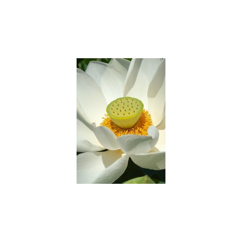 Hvid Lotusblomst