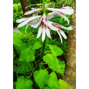 Nepalesisk Kmpelilje