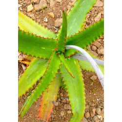 Nubisk Aloe