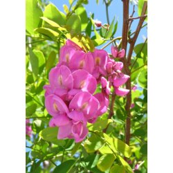 Robinetr (rosa blomstrende)