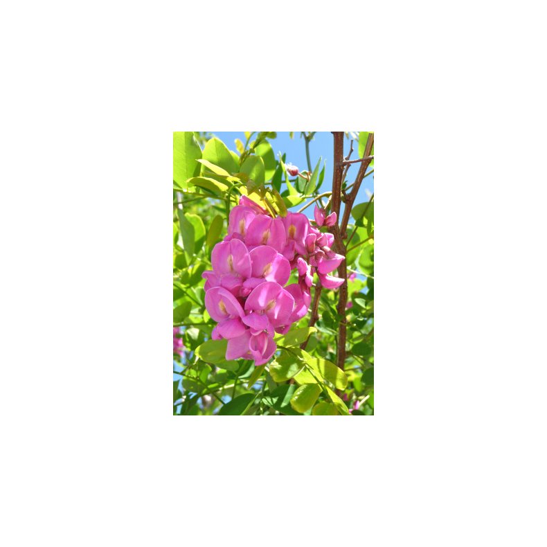 Robinetr (rosa blomstrende)