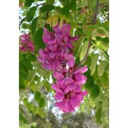 Robinetr (rosa blomstrende)