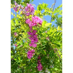 Robinetr (rosa blomstrende)