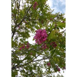 Robinetr (rosa blomstrende)