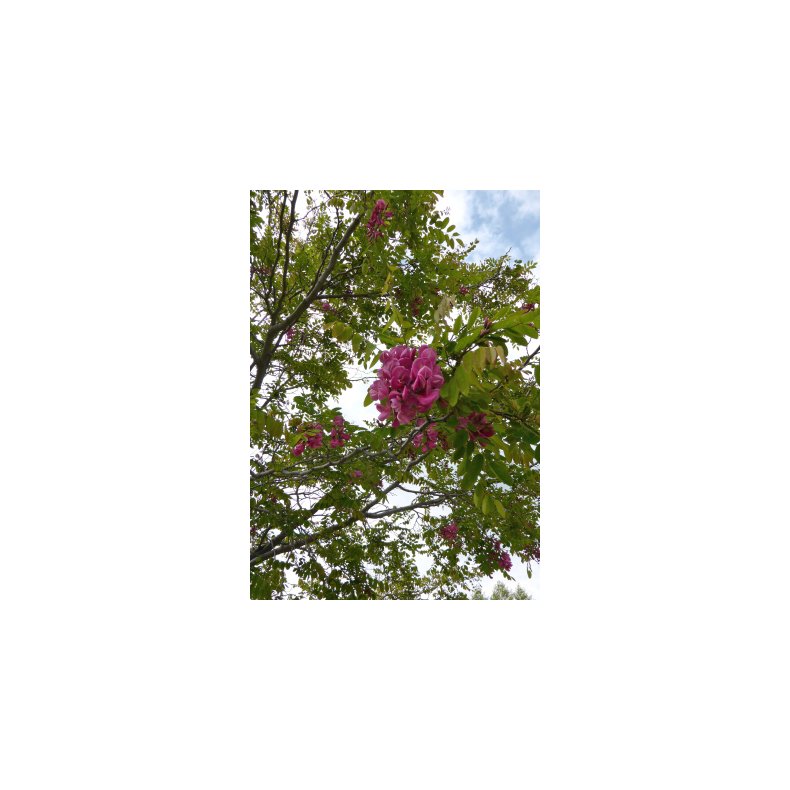 Robinetr (rosa blomstrende)