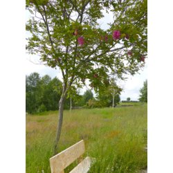 Robinetr (rosa blomstrende)