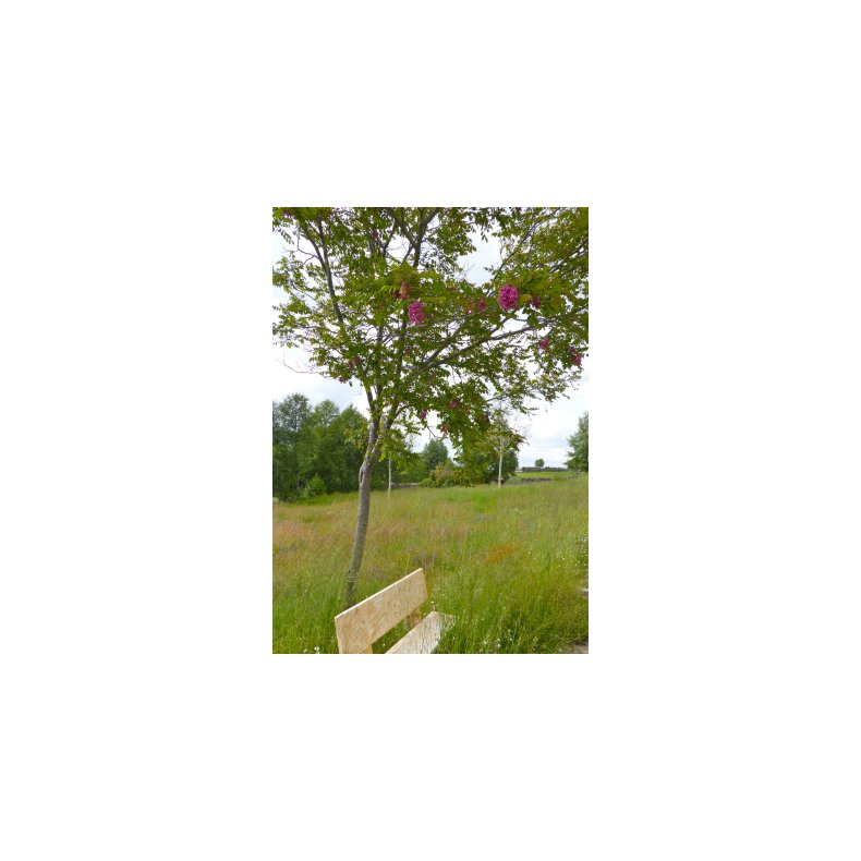 Robinetr (rosa blomstrende)